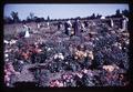 Dr. E. J. Kraus's chrysanthemum plots at Oregon State University, circa 1965