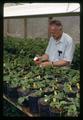 Superintendent Richard Bullock treating strawberries with hormones, North Willamette Experiment Station, Aurora, Oregon, circa 1965