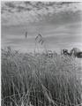 Barley field