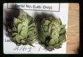 Closeup of two hop cones, Oregon State University, Corvallis, Oregon, September 1971