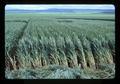 Wheat test plots, Oregon, 1984