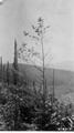 Foreground: single Douglas fir tree.  Background distant hills.