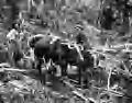 1682 Oxen logging-Thompson, McElwain, Parrish