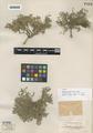 Astragalus tegetarioides M.E. Jones