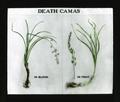 Death camas