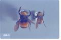 Bombus pensylvanicus (American bumble bee)