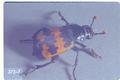 Nicrophorus marginatus (Carrion beetle)