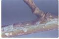 Pulvinaria innumerabilis (Cottony maple scale)