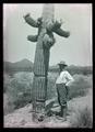 Herbert Brown standing by giant cactus