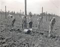 OSC co-eds stake hops on Saturdays during spring quarter, early 1940s