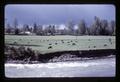 Farm along Molalla River with dairy cattle, Oregon, circa 1972