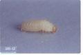 Lasioderma serricorne (Cigarette beetle)