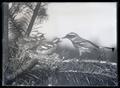 Black-throated gray warblers in nest