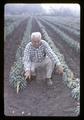 Walter Bornhoff in a field of Easter lilies, Brookings, Oregon, circa 1965