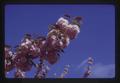 Closeup of Kwanzan flowering cherry, Corvallis, Oregon, 1974