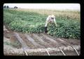 Superintendent Hoffman examining soybeans, Malheur Experiment Station, Oregon State University, Ontario, Oregon, circa 1971