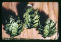 Closeup of three hop cones, Oregon State University, Corvallis, Oregon, September 1971