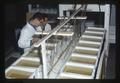 Working with small water tanks at Marine Science Laboratory, circa 1966