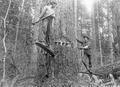 Two loggers with springboards pounding wedges into tree