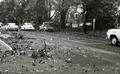 Columbus Day Storm, 1962. On October 12th, a severe windstorm (75 mph sustained winds) moved inland from the Pacific Ocean and caused $50,000 damage to the OSU campus. 55 trees were destroyed and another 43 were damaged, including many in the Memorial Union Quadrangle.