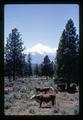 Mt. Shasta and Hereford cattle, California, circa 1970