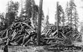 Logs on the Coquille River