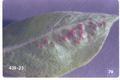 Epitrimerus pyri (Pear rust mite)