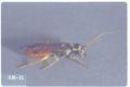 Pamphilius sitkensis (Webspinning sawfly)
