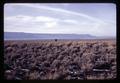 Sagebrush in Central Oregon, circa 1970