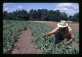 Jim Baggett in pea field, Oregon State University, Corvallis, Oregon, circa 1972