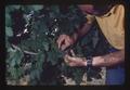 Superintendent Porter Lombard examining grapes, Southern Oregon Experiment Station, Medford, Oregon, 1975