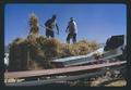 Pitching bundles of hay at Dufur Threshing Bee, Dufur, Oregon, August 1972