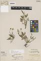 Ranunculus ciliosus Howell
