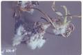 Eriosoma lanigerum (Woolly apple aphid)