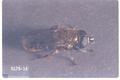 Eumerus strigatus (Onion bulb fly)
