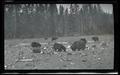 Brown bears at a refuse pile