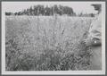 Wilson Foote examining tall fescue breeding nursery, circa 1950