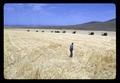 Don Hawkins in barley field, Hawkins Ranch, Umatilla County, Oregon, circa 1970