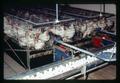 Hens and eggs at Allen Tom Poultry Farm, Rufus, Oregon, May 23, 1970