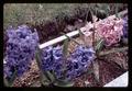 Hyacinth, Corvallis, Oregon, circa 1970