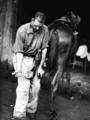 Farrier, shoeing mule