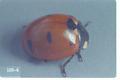 Coccinella californica (California lady beetle)