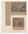 Image of western grebe and article discussing benefit event for the American Association of University Women