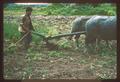 Thai water buffalo and farmer plowing, circa 1965
