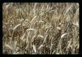 Closeup of cereal increase plots, North Willamette Experiment Station, Aurora, Oregon, circa 1970