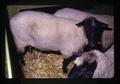 Sheep, Benton County Fair, Corvallis, Oregon, circa 1973