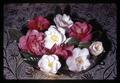 Camellias in bronze bowl on brass tray, Corvallis, Oregon, circa 1970