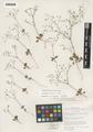 Eriogonum howellianum Reveal