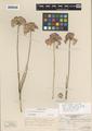 Allium obtectum Hend. ex M. Peck
