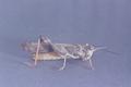 Conozoa wallula (Grasshopper)
